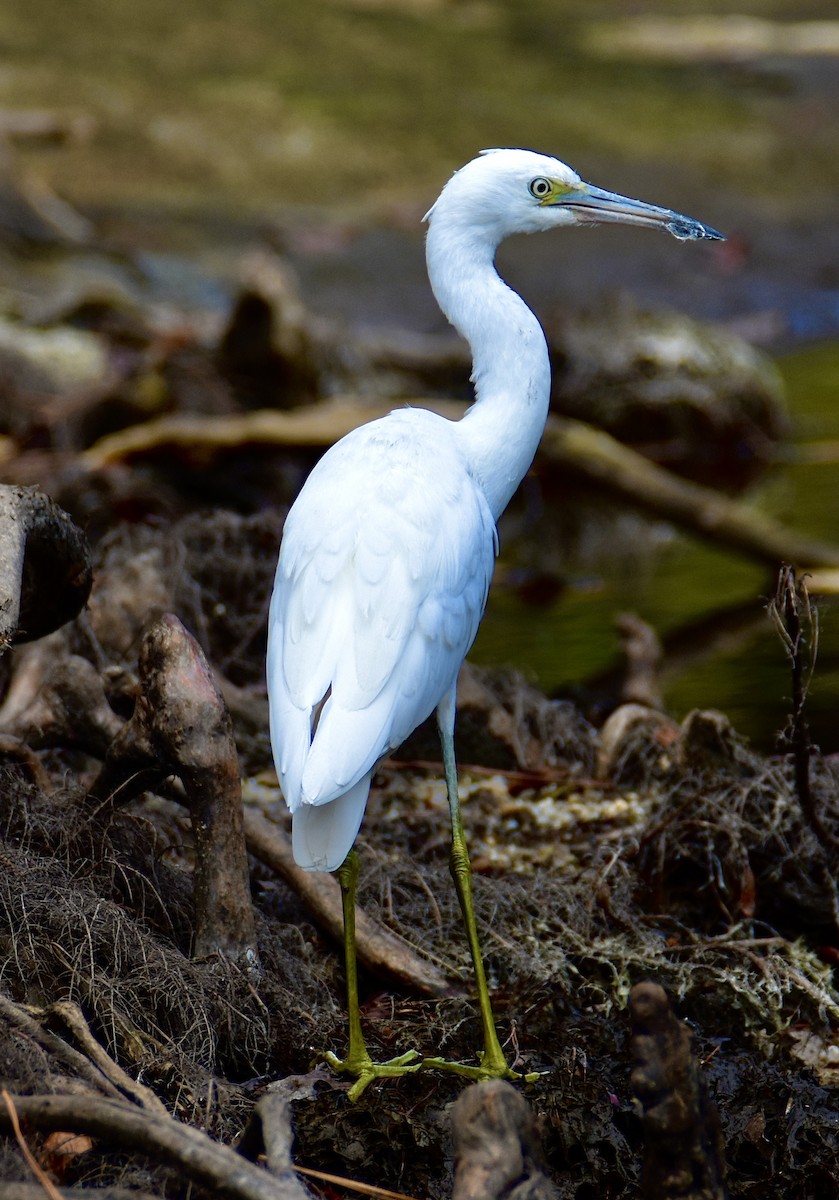 volavka modrošedá - ML643399046