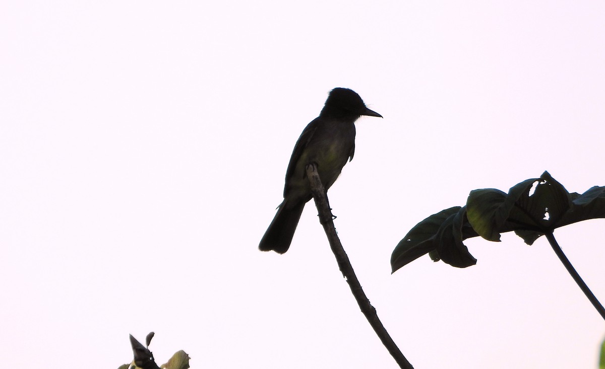 Dusky-capped Flycatcher - ML643399054
