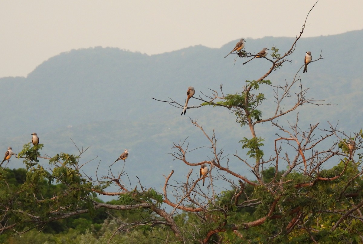 Scissor-tailed Flycatcher - ML643399058