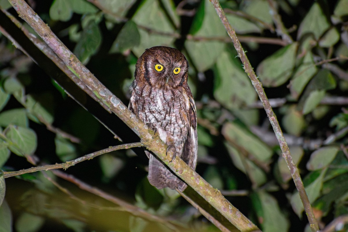Tropical Screech-Owl - Herik Helfstein