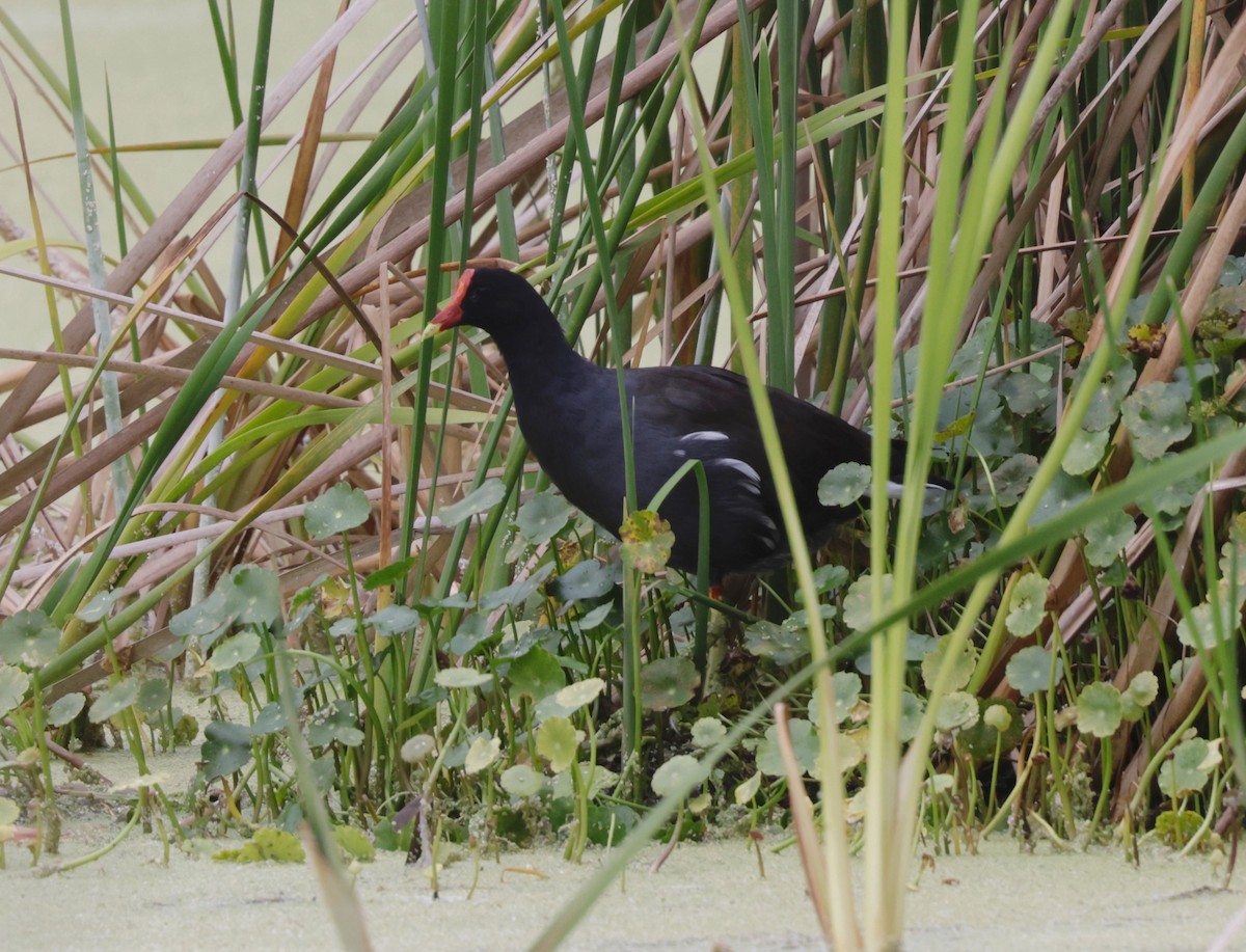 Common Gallinule - ML643399081