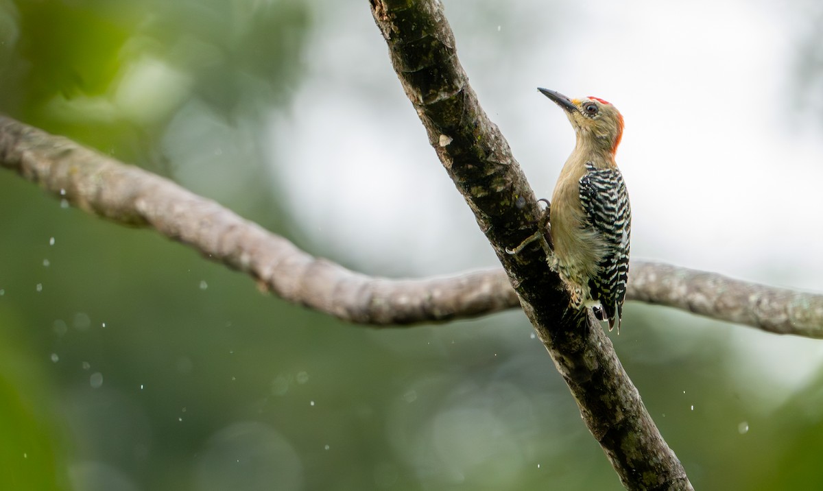 Red-crowned Woodpecker - ML643399096