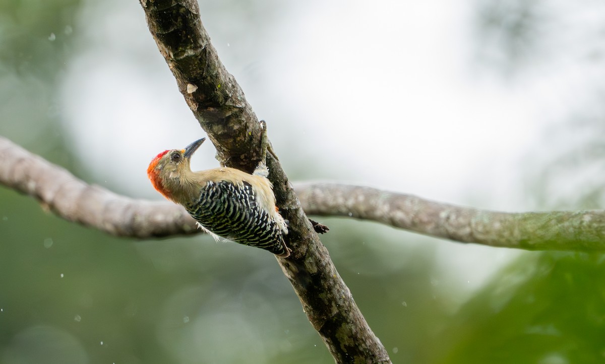 Red-crowned Woodpecker - ML643399097