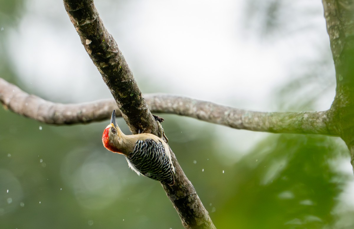 Red-crowned Woodpecker - ML643399098