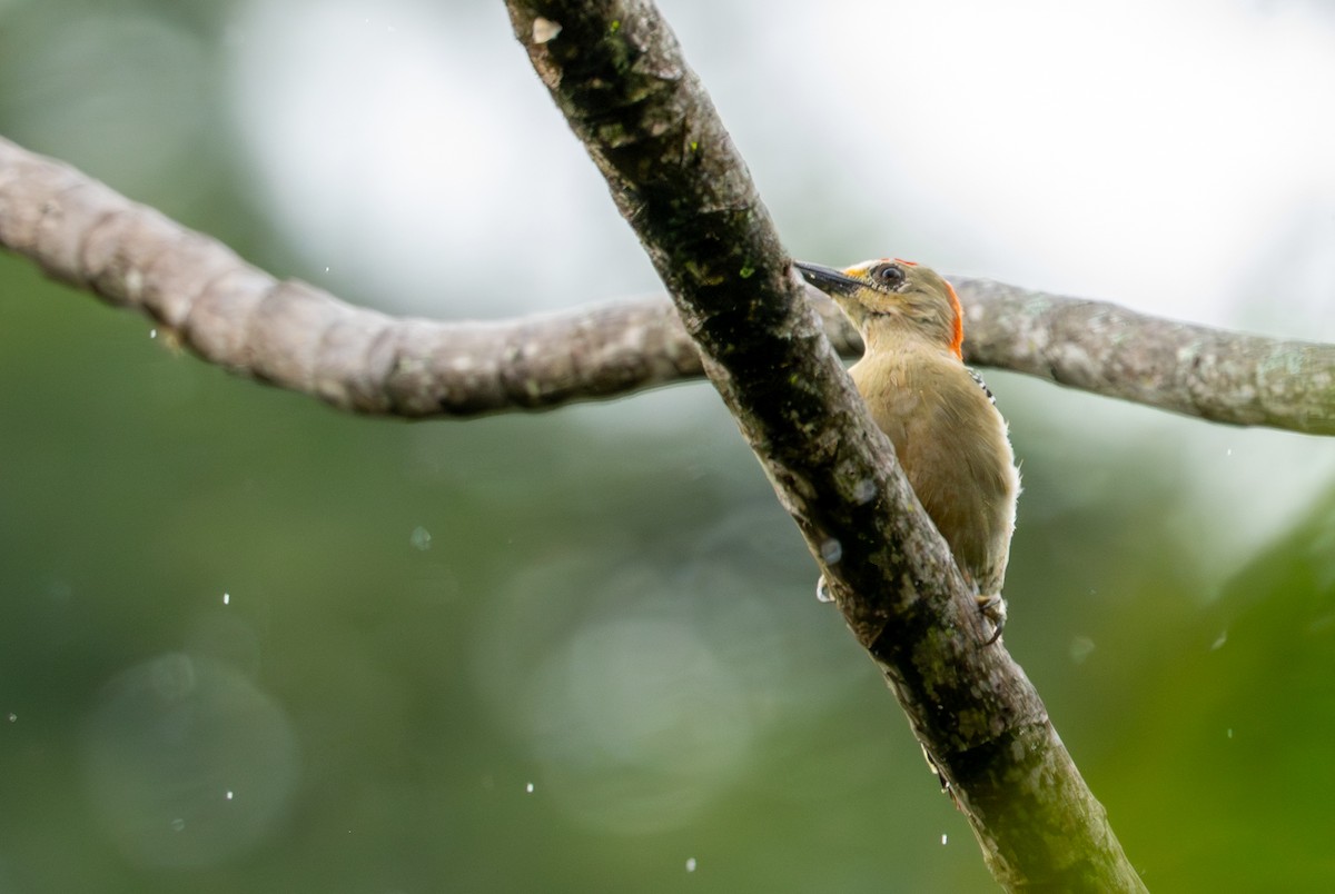 Red-crowned Woodpecker - ML643399099