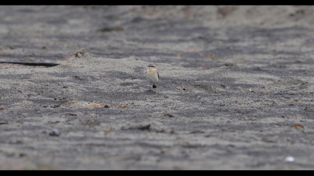 ハシグロヒタキ - ML643399104