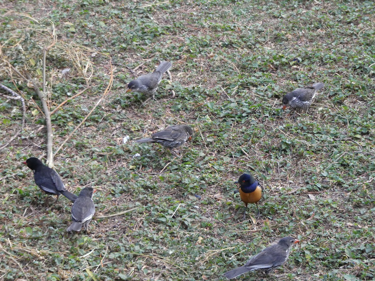 Red-billed Buffalo-Weaver - ML643399110