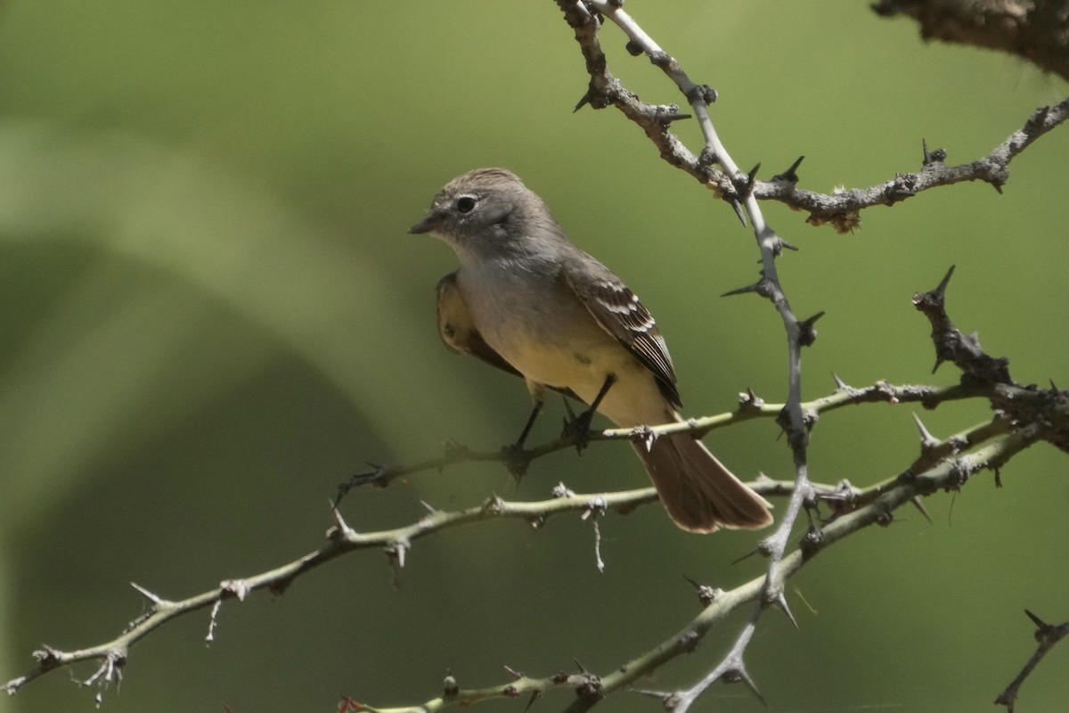 Southern Scrub-Flycatcher - ML643399122