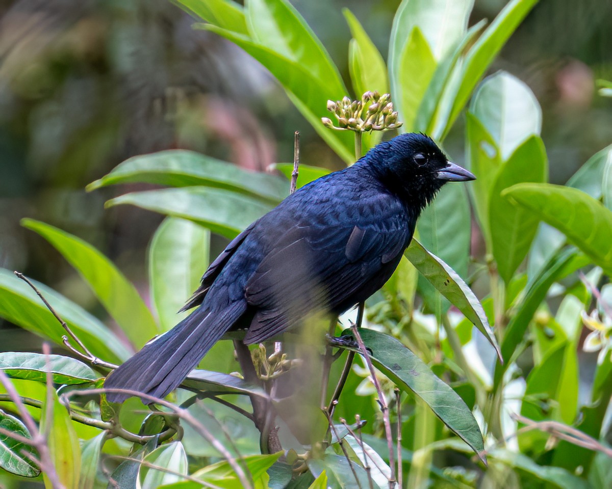 Ruby-crowned Tanager - ML643399174