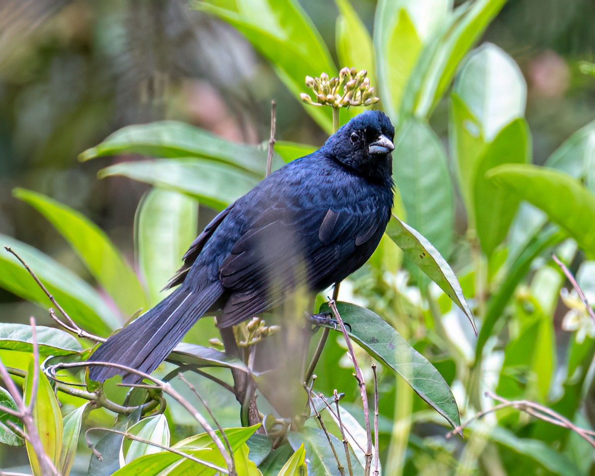 Ruby-crowned Tanager - ML643399175