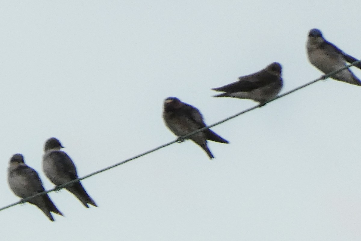 Cliff Swallow - ML643399189