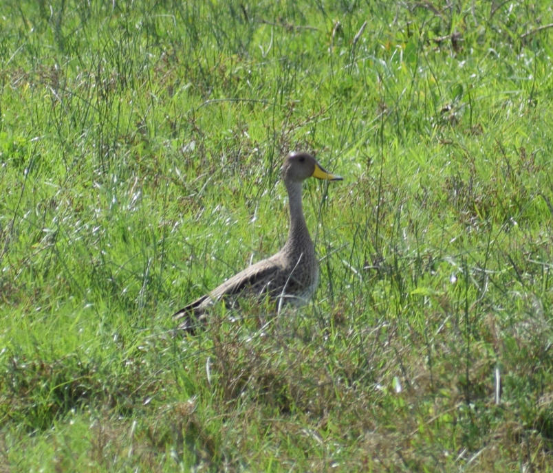 Yellow-billed Pintail - ML643399191