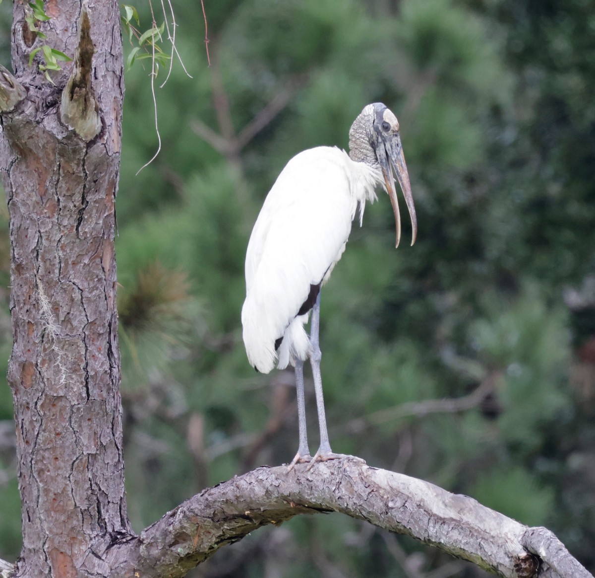 Wood Stork - ML643399208