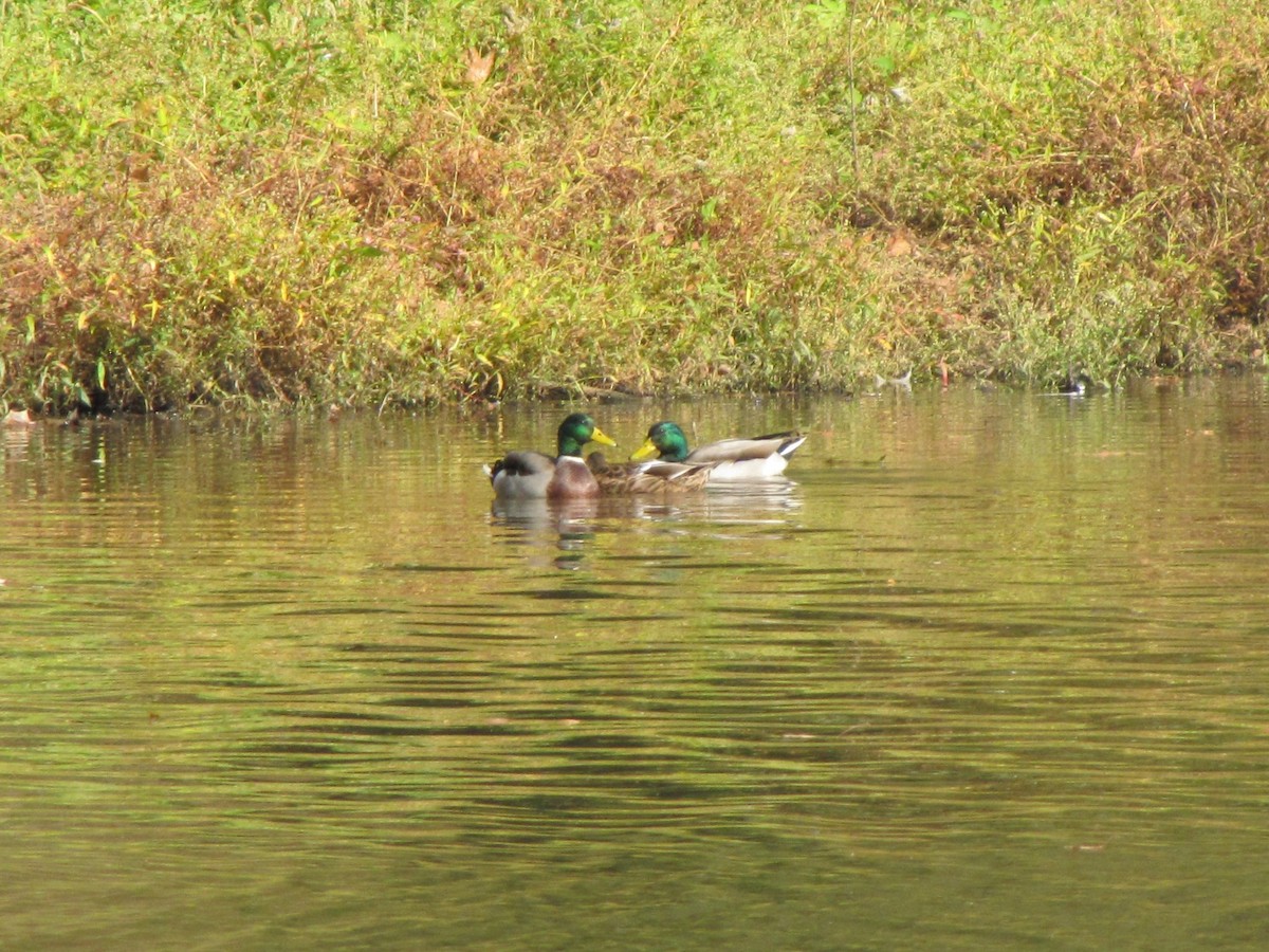 Canard colvert - ML643399219
