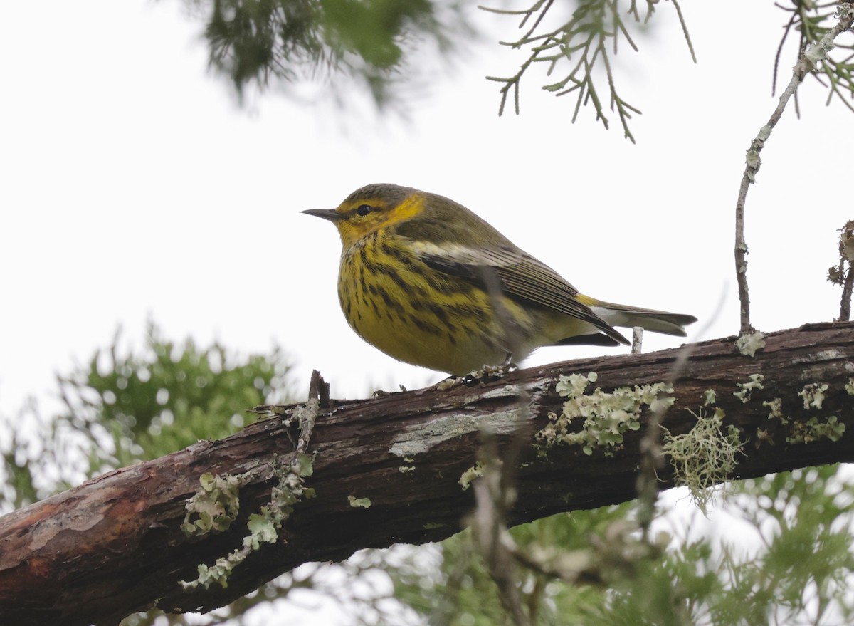 Cape May Warbler - ML643399225
