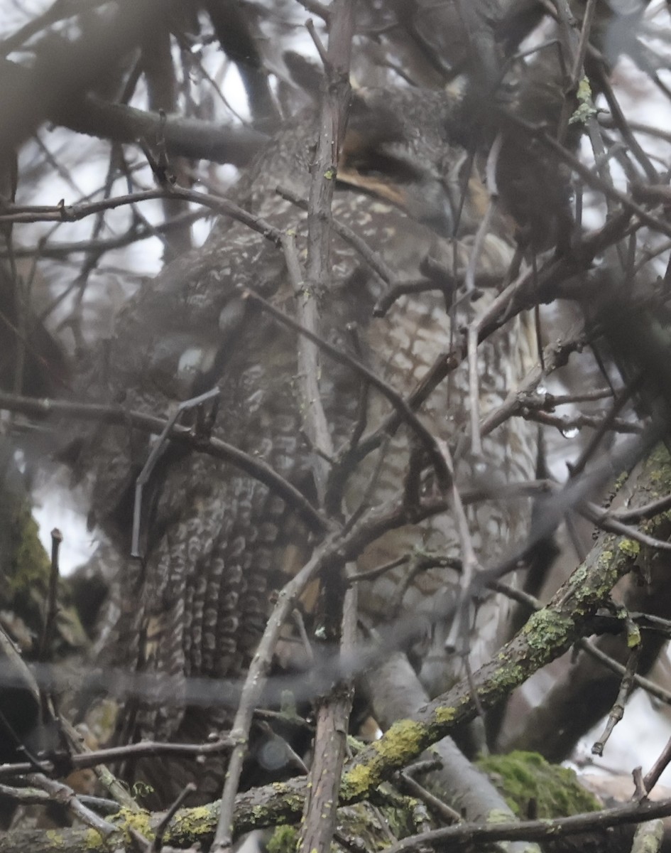 Long-eared Owl - ML643399233