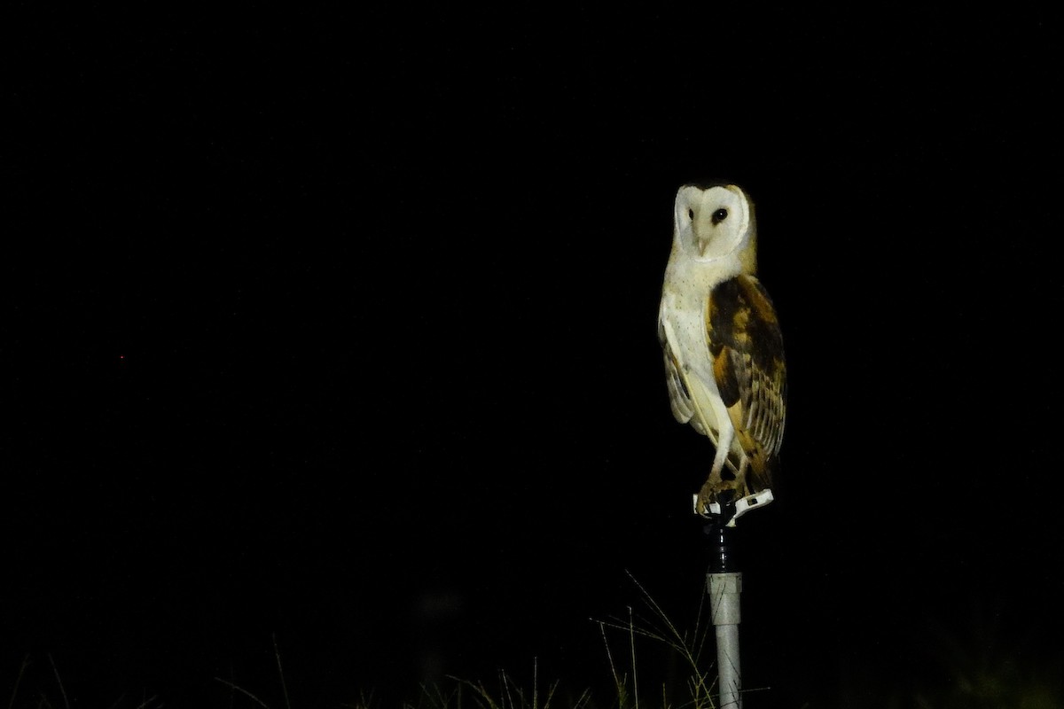 Lechuza Patilarga - ML643399252