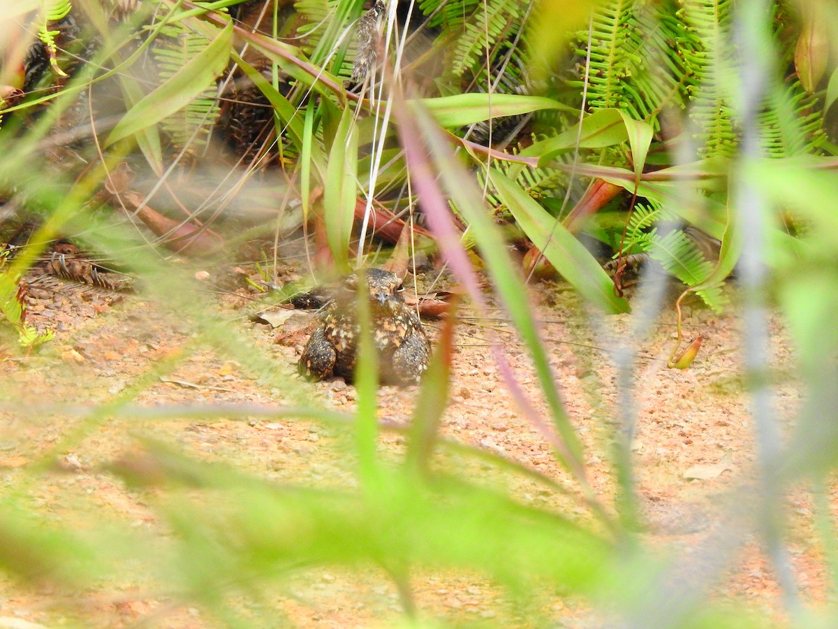 Savanna Nightjar - ML643399254