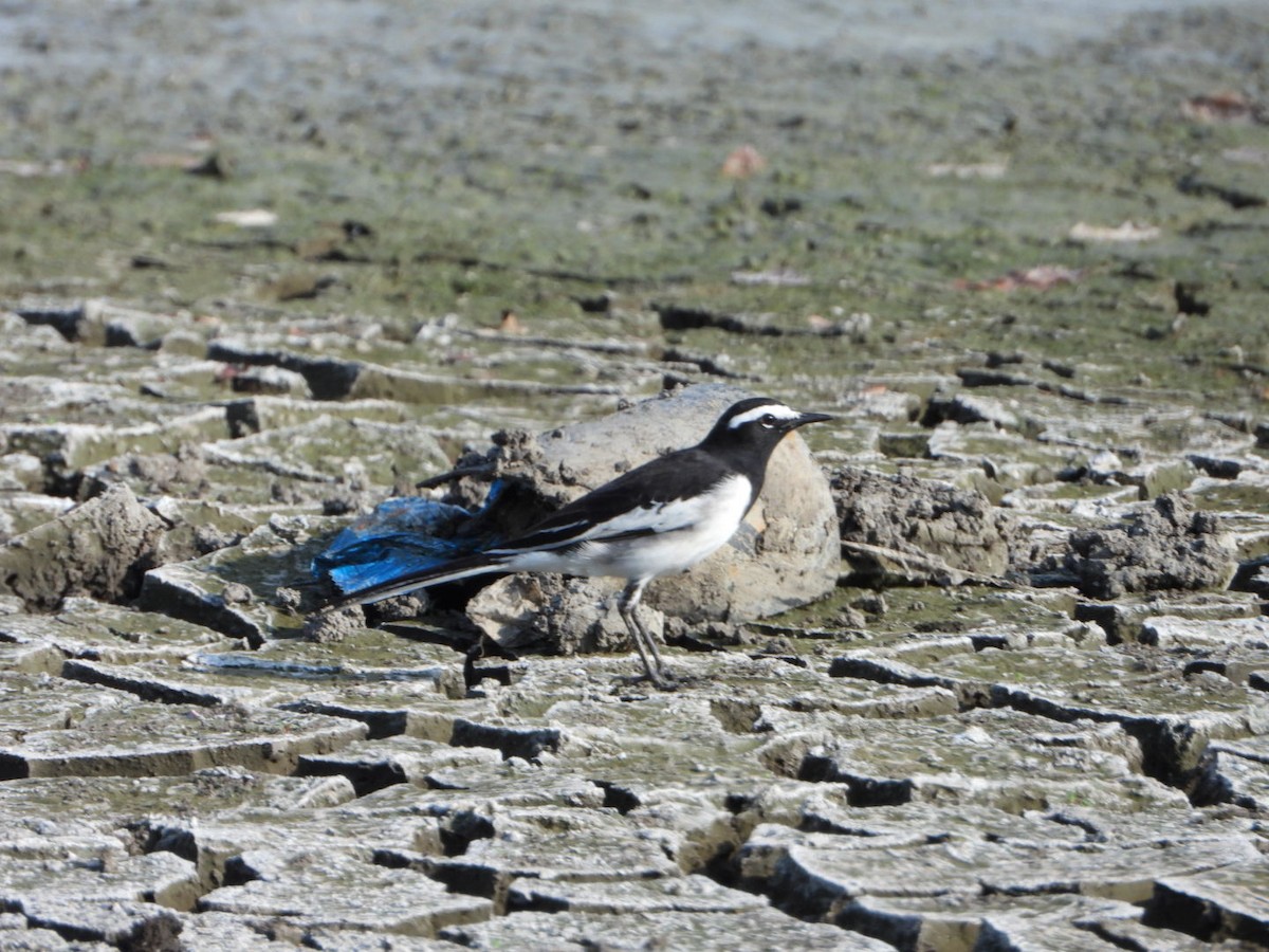 White-browed Wagtail - ML643399269