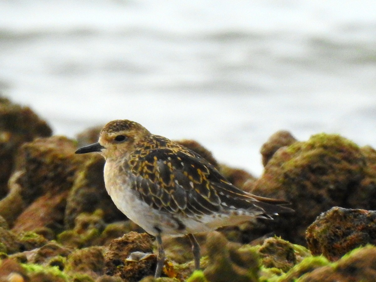 Pacific Golden-Plover - ML643399281