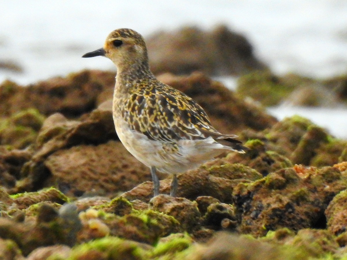 Pacific Golden-Plover - ML643399282