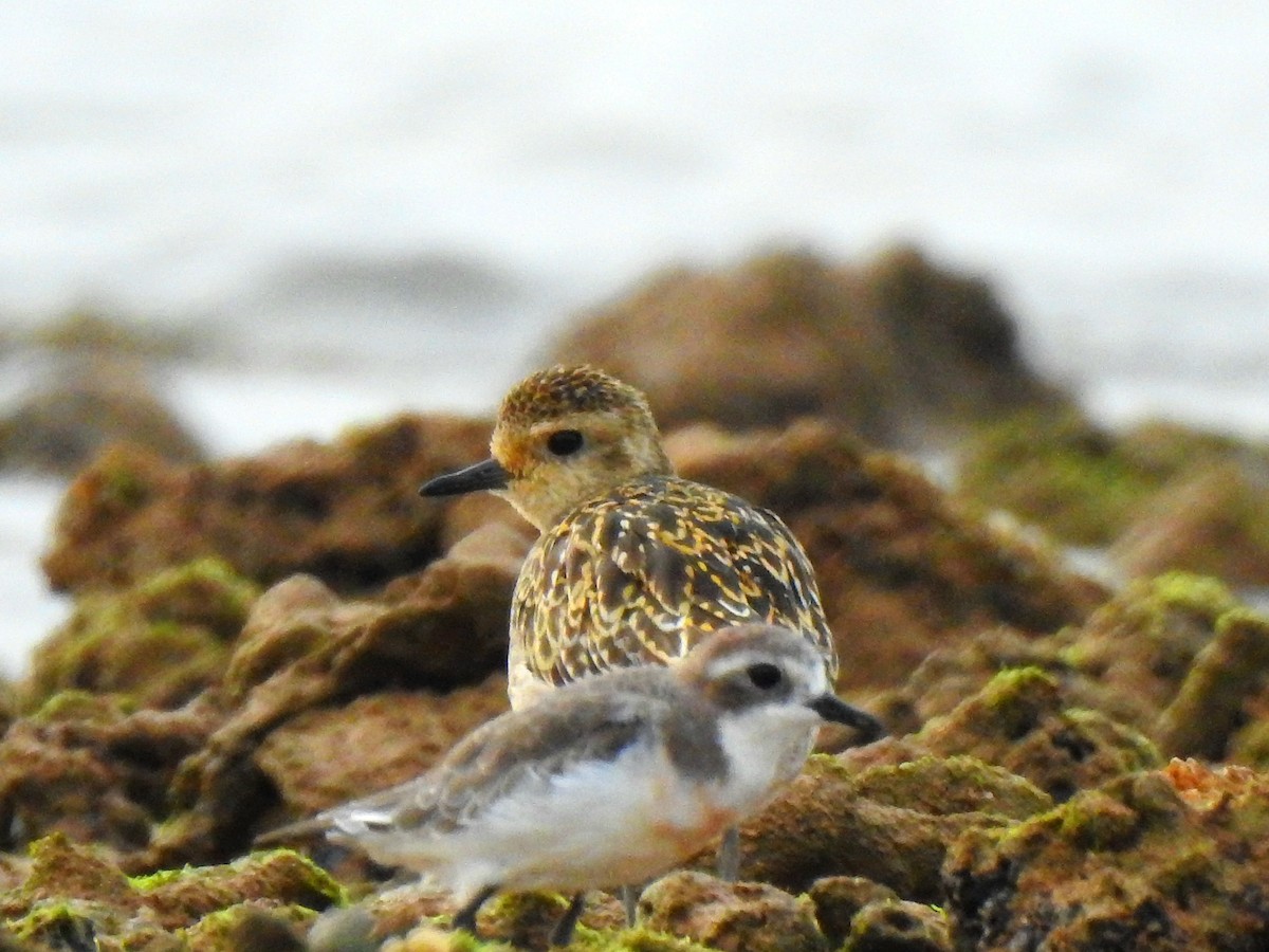 Pacific Golden-Plover - ML643399283