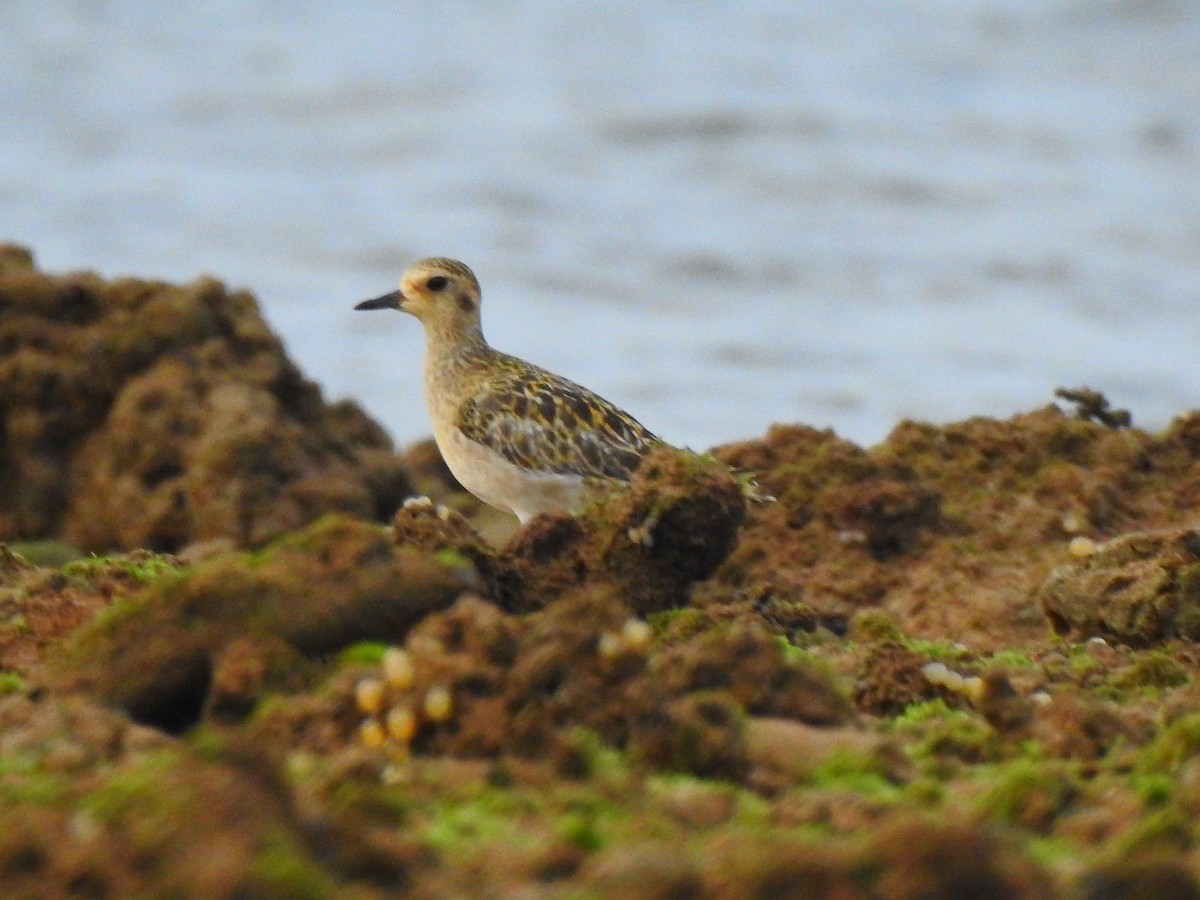 Pacific Golden-Plover - ML643399284