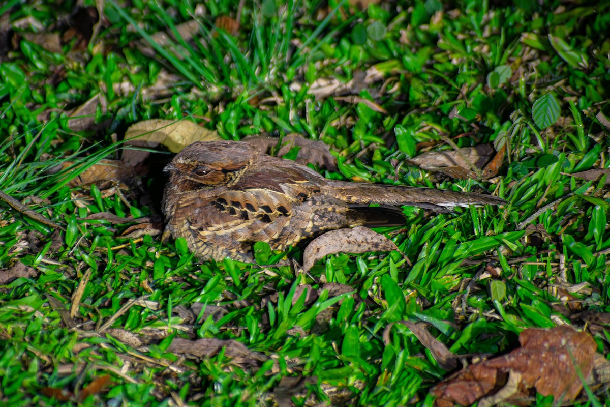 Common Pauraque - ML643399287