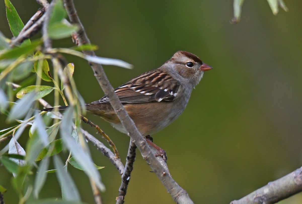 White-crowned Sparrow - ML643399288