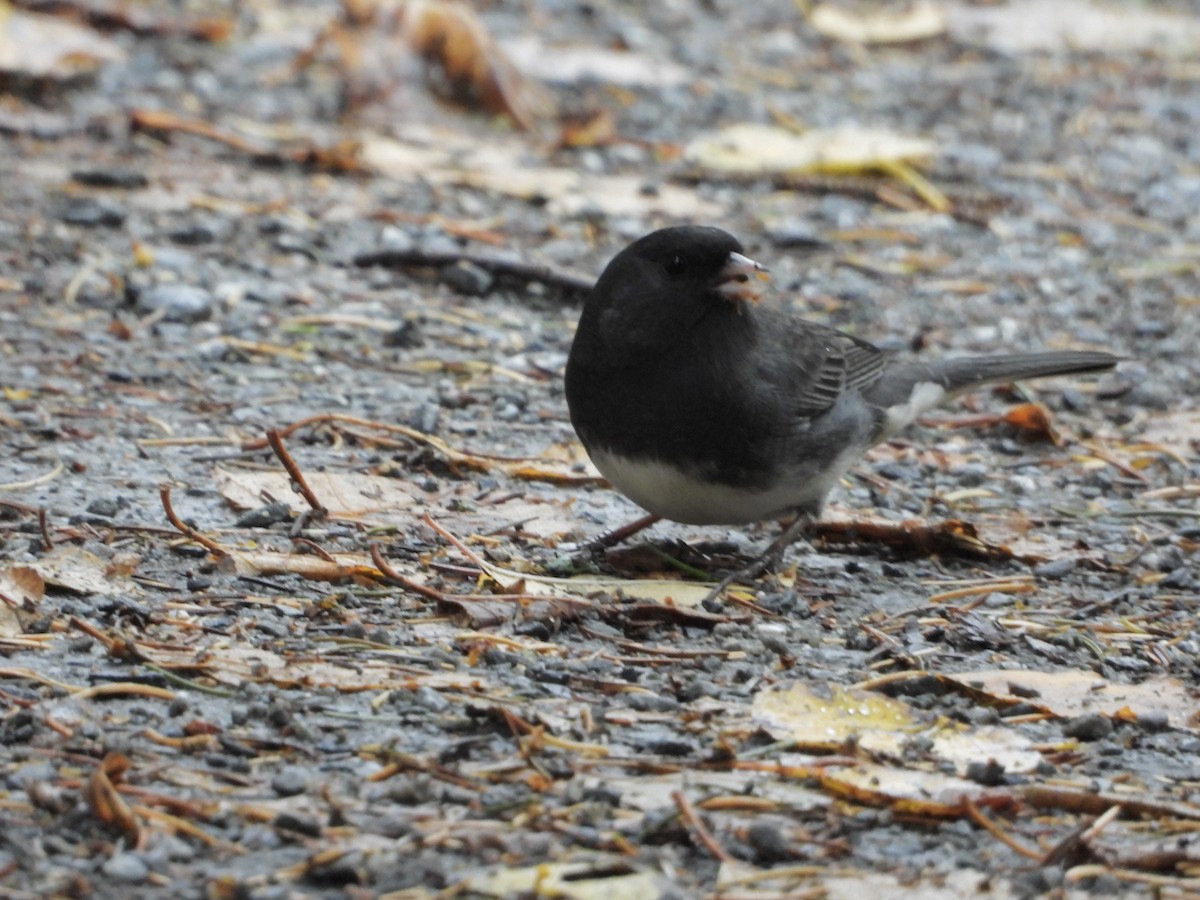 Dark-eyed Junco - ML643399289