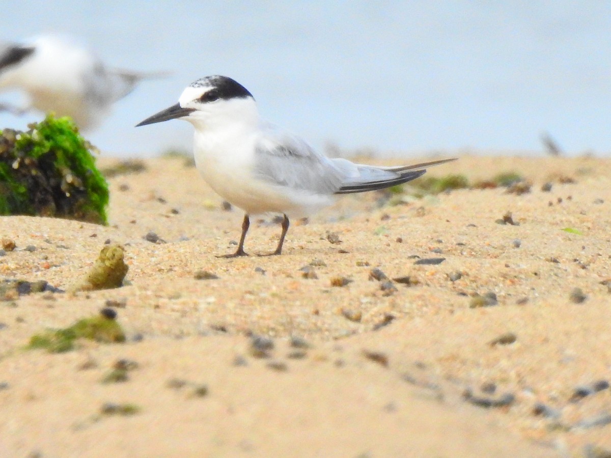 Little Tern - ML643399303