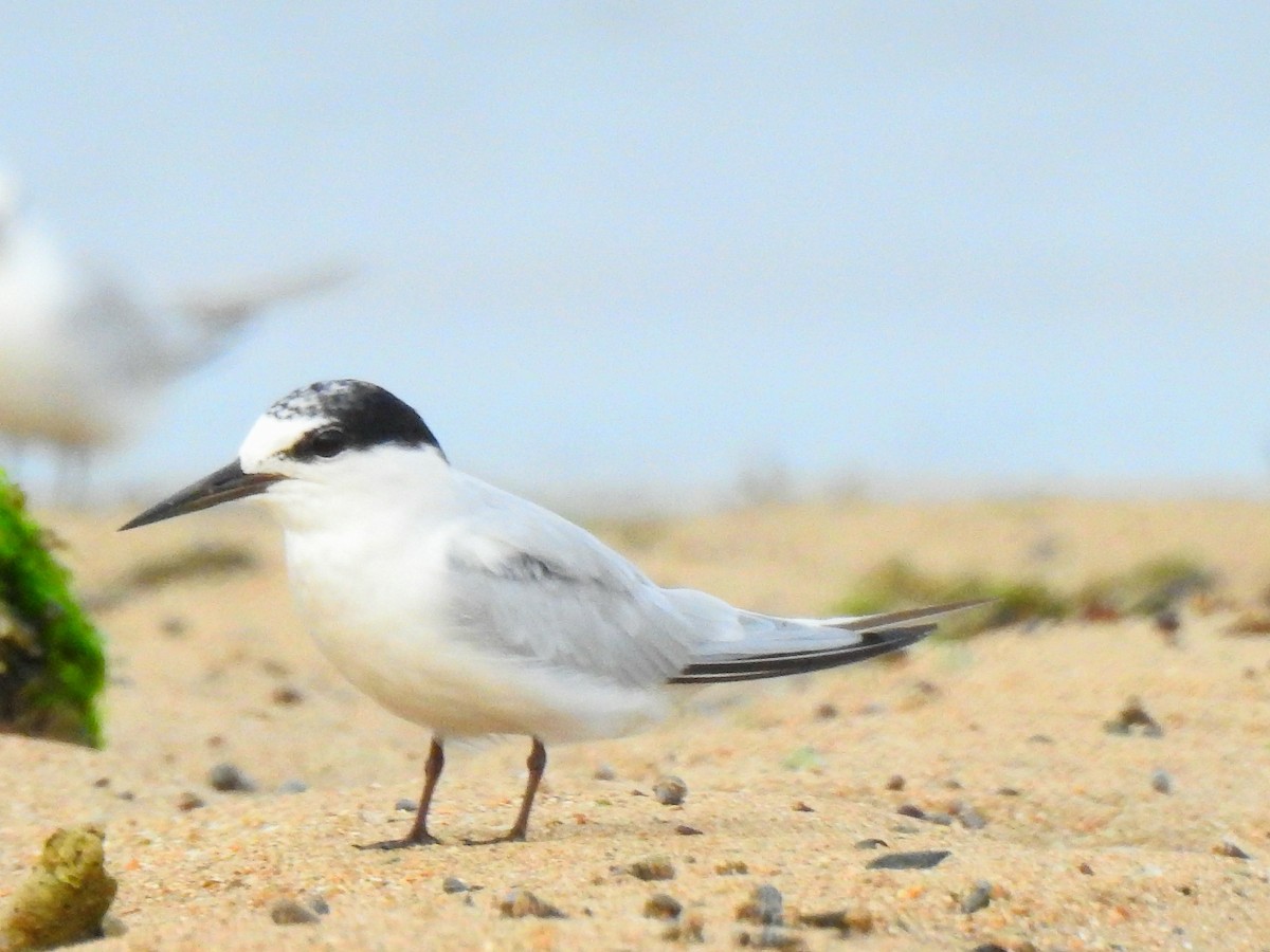 Little Tern - ML643399304
