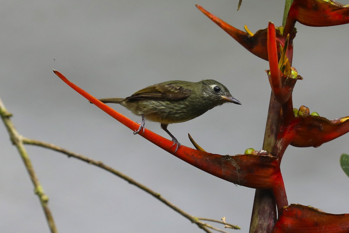 Olive-striped Flycatcher - ML643399325