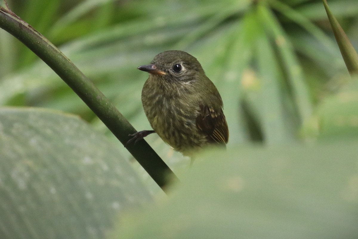 Olive-striped Flycatcher - ML643399327