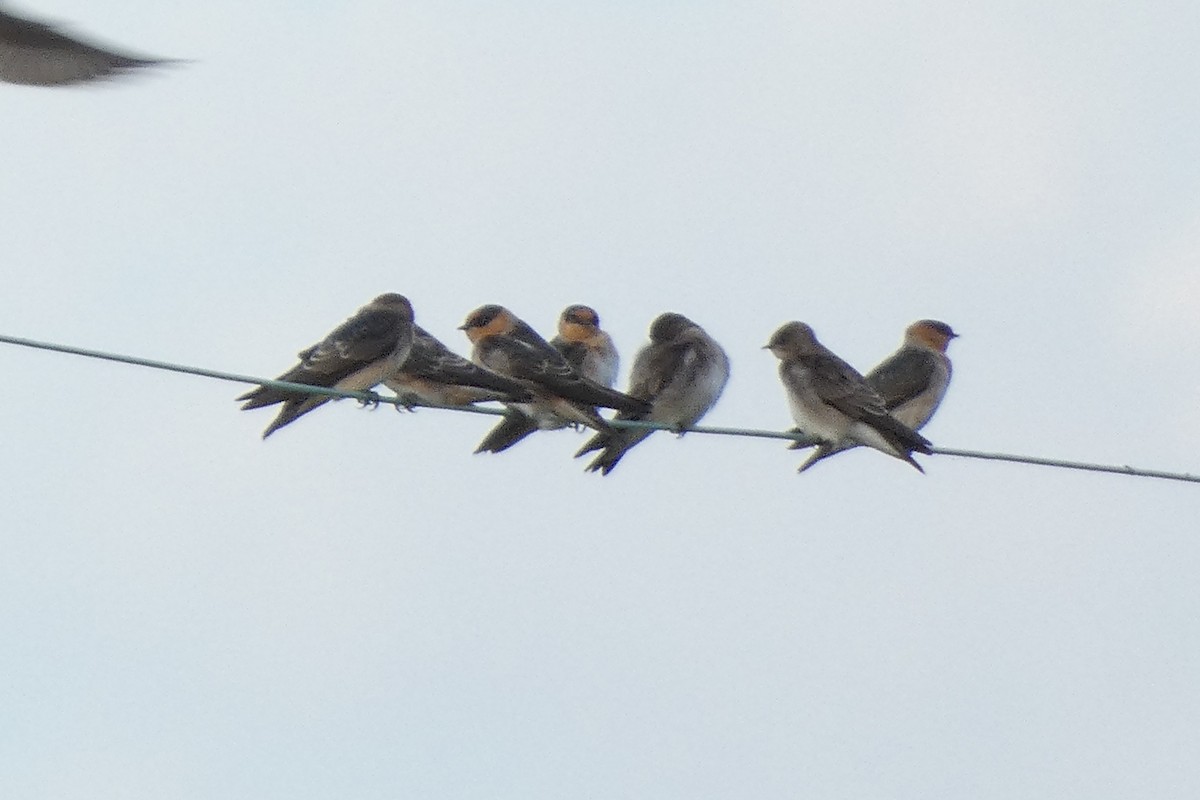 Cave Swallow - ML643399328