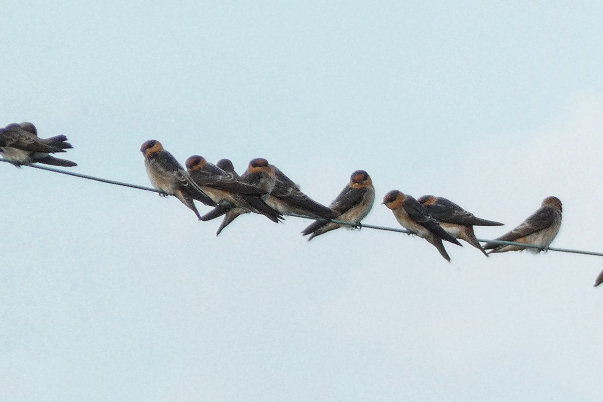 Cave Swallow - ML643399330