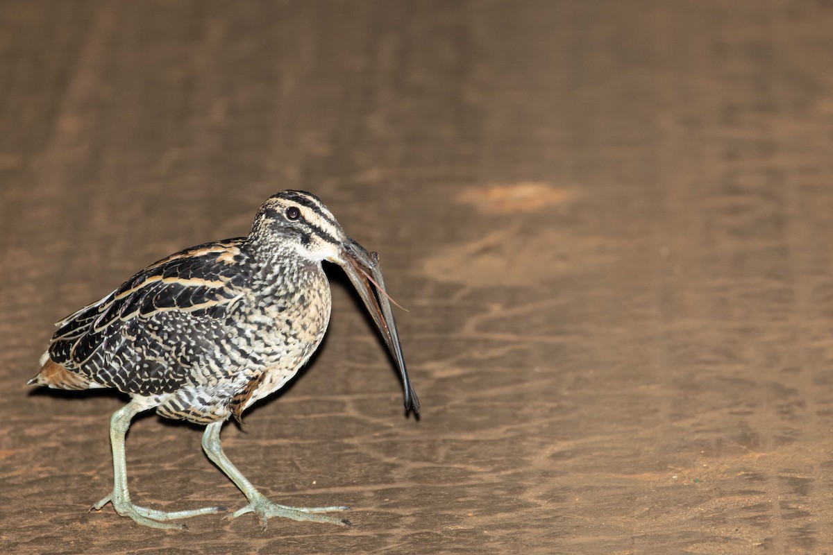 Giant Snipe - ML643399335