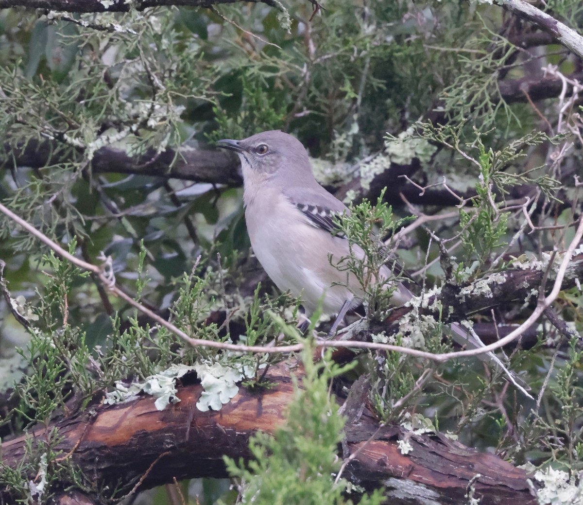 Northern Mockingbird - ML643399347