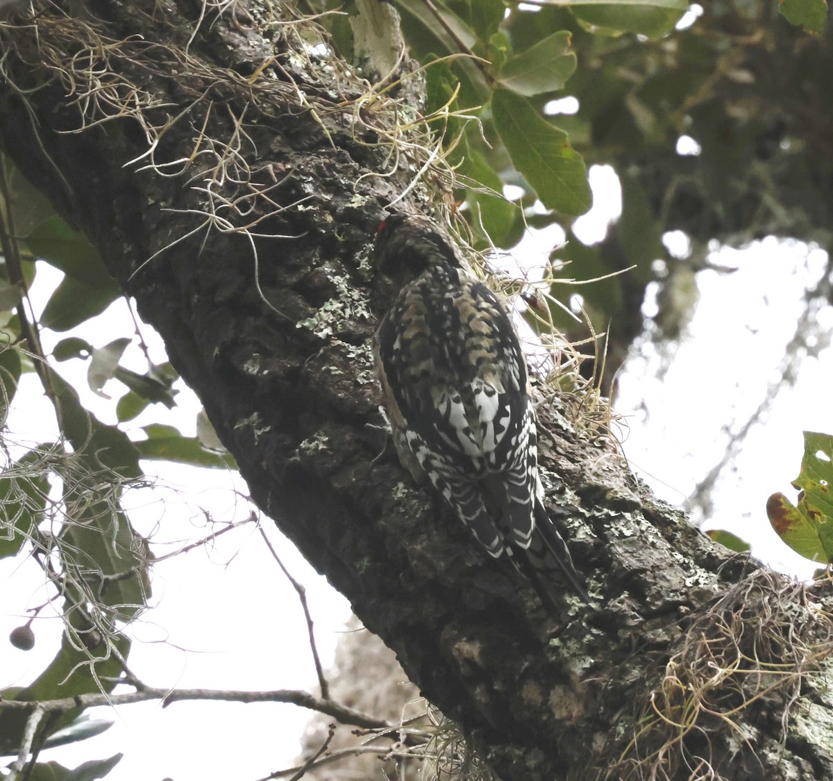 Yellow-bellied Sapsucker - ML643399369