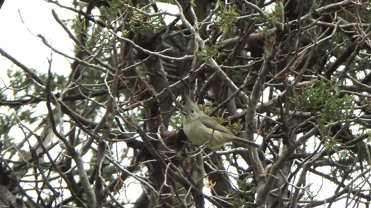 Juniper Titmouse - ML643399379