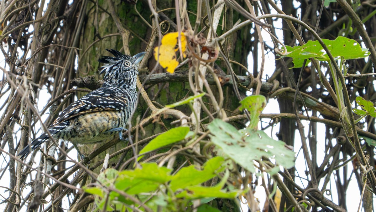 Barred Antshrike - ML643399398