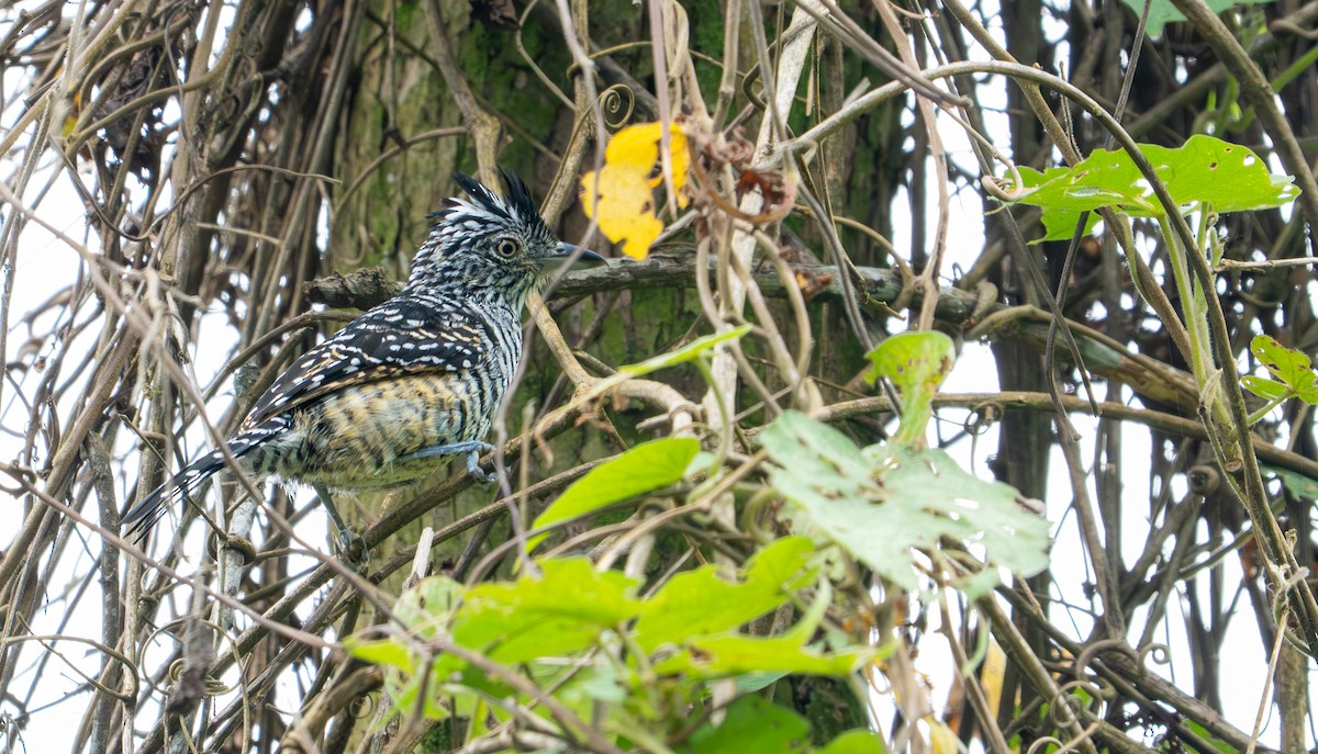 Barred Antshrike - ML643399399