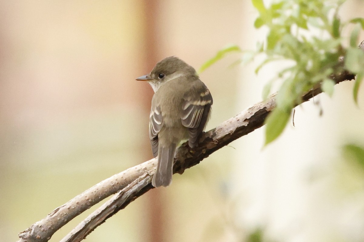 Willow Flycatcher - ML643399400