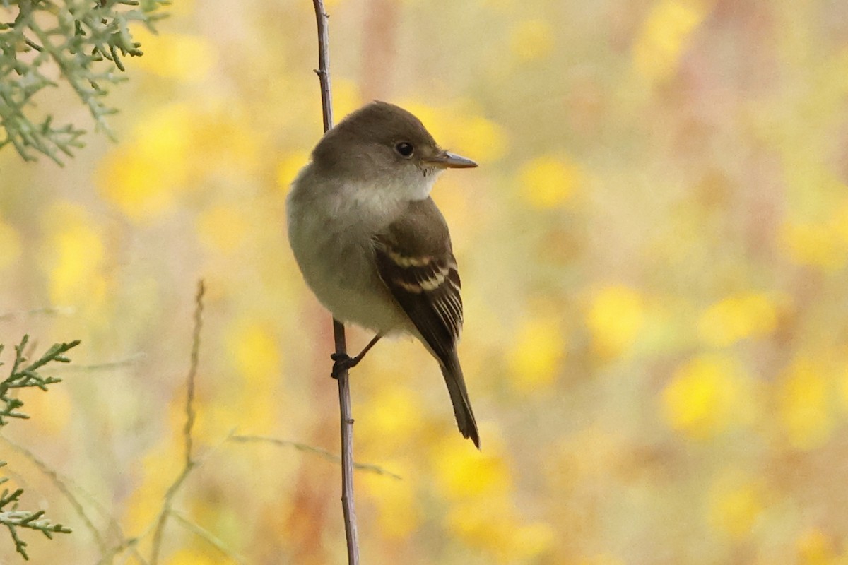 Willow Flycatcher - ML643399401