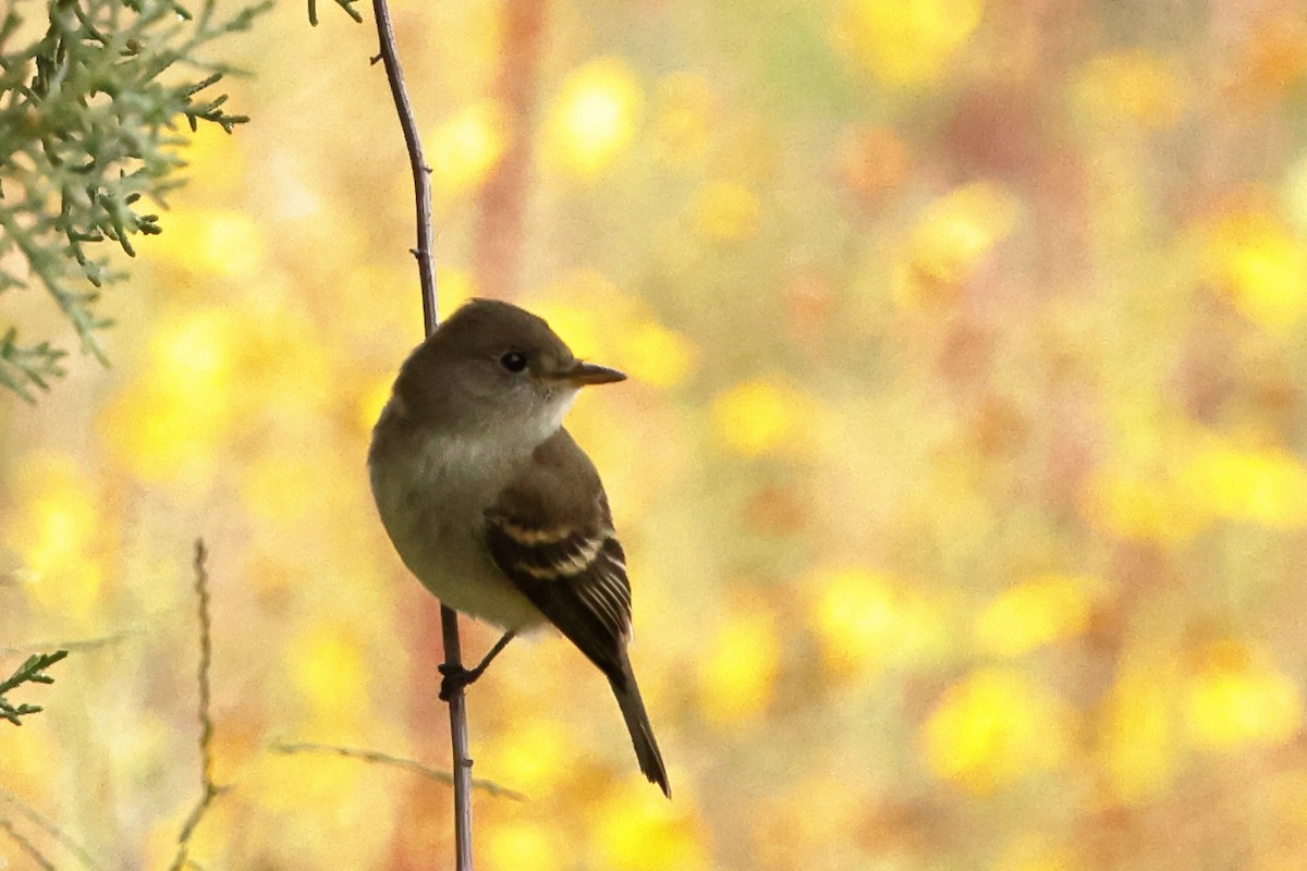 Willow Flycatcher - ML643399402
