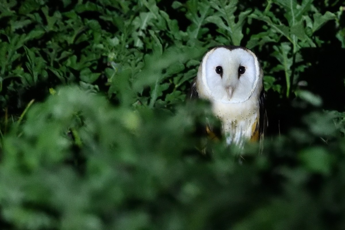 Lechuza Patilarga - ML643399404