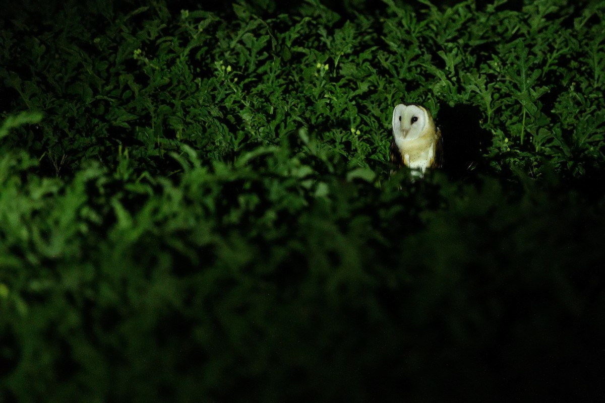 Lechuza Patilarga - ML643399405