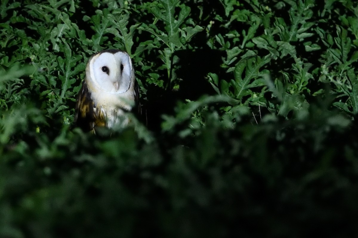 Lechuza Patilarga - ML643399406