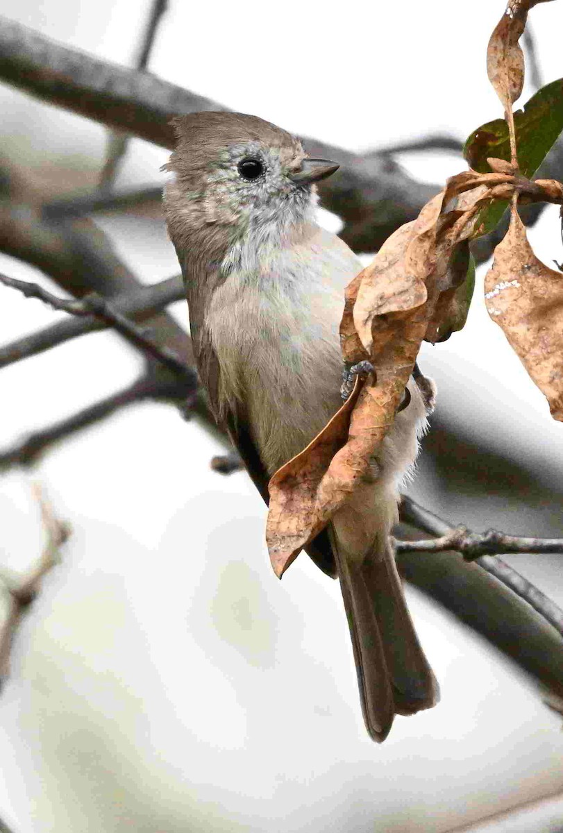 Oak Titmouse - ML643399447