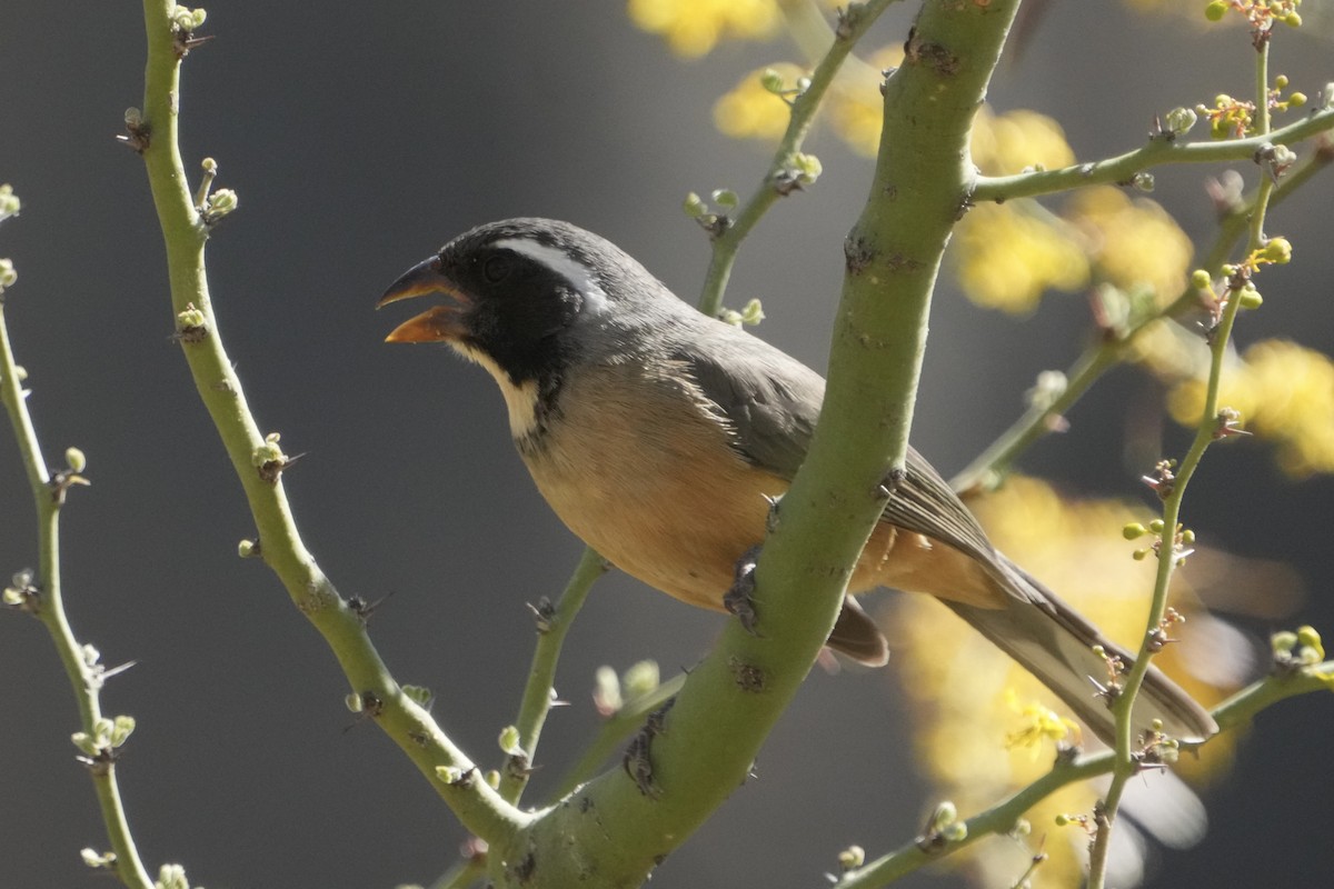 Golden-billed Saltator - ML643399450